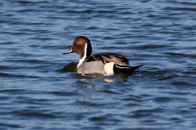 Northern Pintail 011109 039.jpg